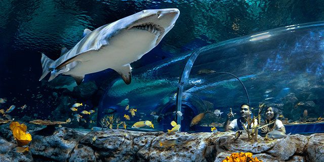 Shark encounter visit odysseo oceanarium  (4)